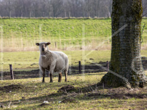 Zwartkop schaap (16B2522)