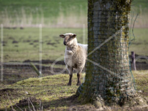 Zwartkop schaap (16B2526)