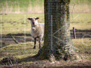 Zwartkop schaap (16B2528)