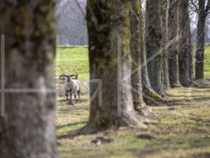 Zwartkop schaap (16B2533)