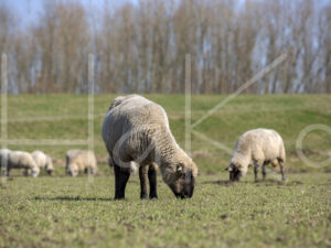 Zwartkop schaap (16B2539)
