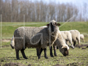 Zwartkop schaap (16B2545)