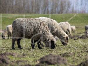 Zwartkop schaap (16B2549)