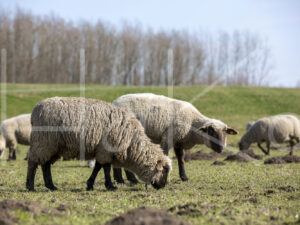 Zwartkop schaap (16B2551)