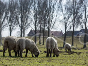 Zwartkop schaap (16B2555)
