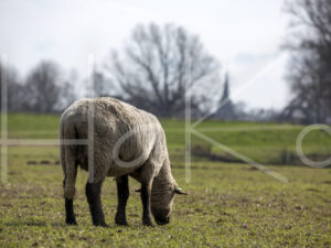 Zwartkop schaap (16B2561)