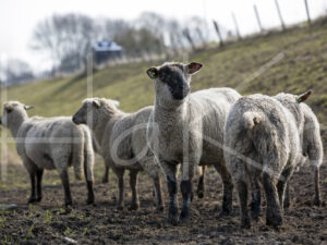 Zwartkop schaap (16B2571)