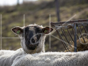 Zwartkop schaap (16B2588)