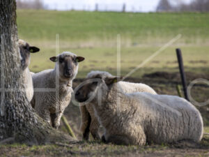 Zwartkop schaap (16B2609)
