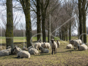 Zwartkop schaap (16B2612)