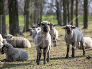 Zwartkop schaap (16B2617)