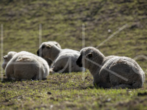 Zwartkop schaap (16B2633)