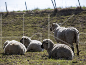Zwartkop schaap (16B2634)