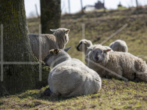 Zwartkop schaap (16B2639)