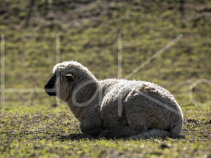 Zwartkop schaap (16B2643)
