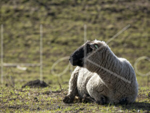 Zwartkop schaap (16B2645)
