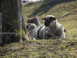 Zwartkop schaap (16B2665)