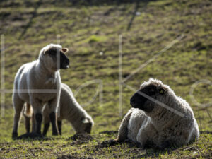 Zwartkop schaap (16B2681)