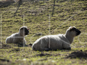 Zwartkop schaap (16B2696)