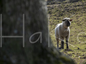 Zwartkop schaap (16B2699)