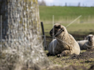 Zwartkop schaap (16B2728)