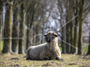 Zwartkop schaap (16B2740)