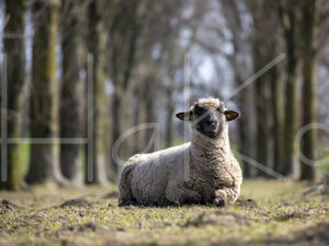 Zwartkop schaap (16B2766)