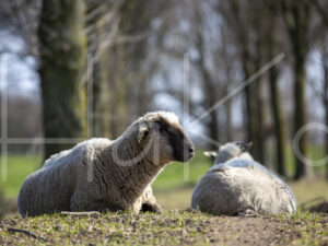 Zwartkop schaap (16B2775)