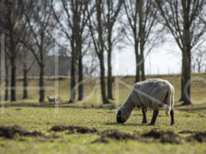 Zwartkop schaap (16B2788)