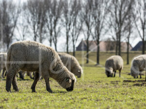 Zwartkop schaap (16B2799)