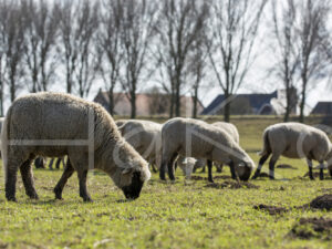 Zwartkop schaap (16B2802)