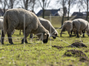 Zwartkop schaap (16B2806)