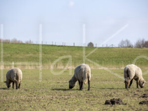 Zwartkop schaap (16B2808)