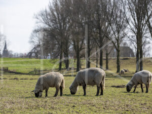 Zwartkop schaap (16B2812)
