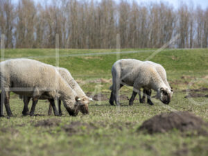 Zwartkop schaap (16B2818)