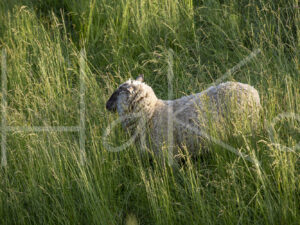 Zwartkop schaap (16B5483)