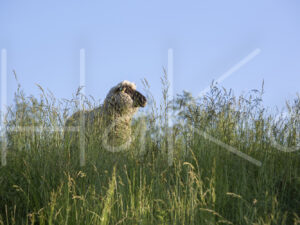 Zwartkop schaap (16B5492)