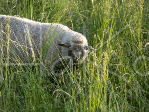 Zwartkop schaap (16B5504)
