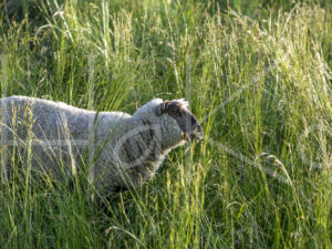 Zwartkop schaap (16B5506)