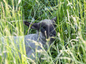 Zwartkop schaap (16B5508)