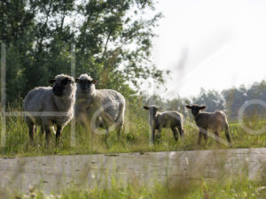 Zwartkop schaap (16B5528)