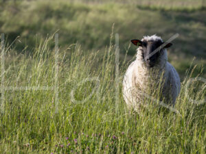 Zwartkop schaap (16B5530)
