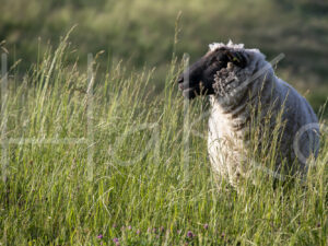 Zwartkop schaap (16B5535)