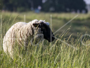 Zwartkop schaap (16B5547)