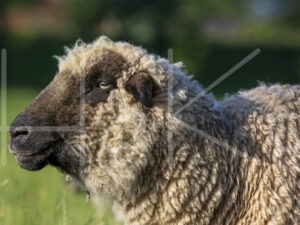 Zwartkop schaap (16B5549)