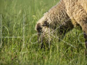 Zwartkop schaap (16B5559)