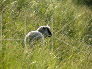 Zwartkop schaap (16B5561)