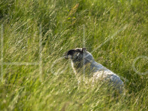 Zwartkop schaap (16B5576)