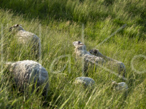 Zwartkop schaap (16B5593)