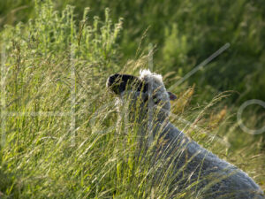 Zwartkop schaap (16B5604)
